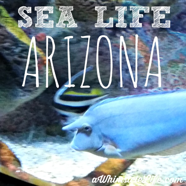 Sea Life Arizona