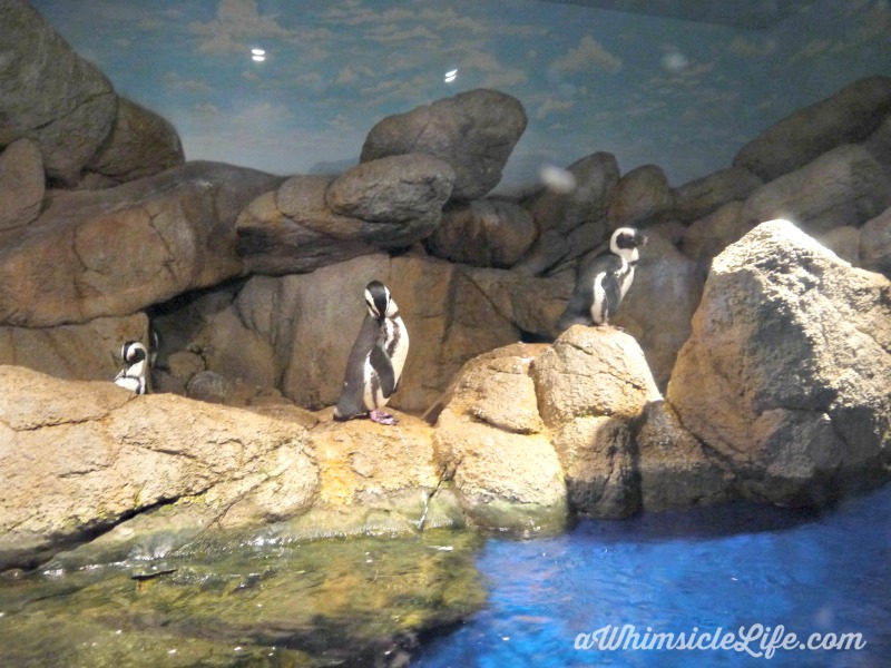 Wildlife World Zoo, zoo and aquarium