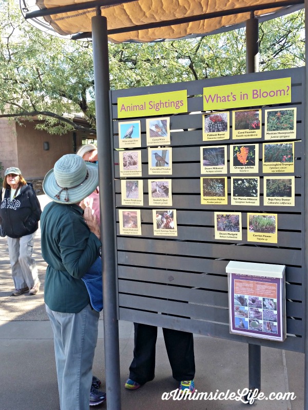 Desert Botanical Garden Family Activities In Phoenix