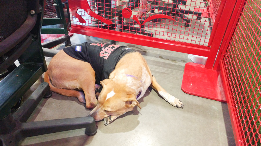 Want to take your dog to a baseball game? You can during the Dog Days of Summer at Chase Field. Click to see exactly what the experience is like and what's included. [ad]