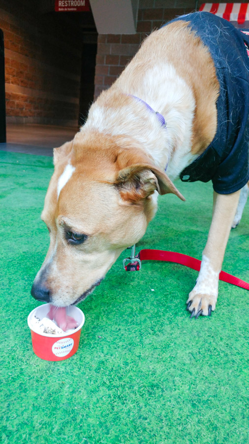 Want to take your dog to a baseball game? You can during the Dog Days of Summer at Chase Field. Click to see exactly what the experience is like and what's included. [ad]