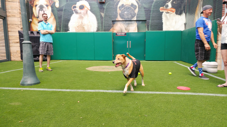 Want to take your dog to a baseball game? You can during the Dog Days of Summer at Chase Field. Click to see exactly what the experience is like and what's included. [ad]