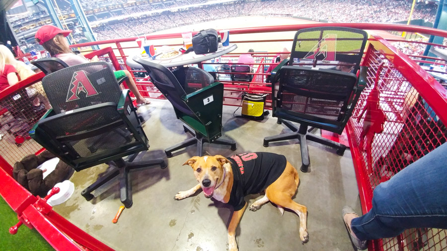 Want to take your dog to a baseball game? You can during the Dog Days of Summer at Chase Field. Click to see exactly what the experience is like and what's included. [ad]