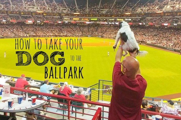 How to Take Your Dog to the Ballpark
