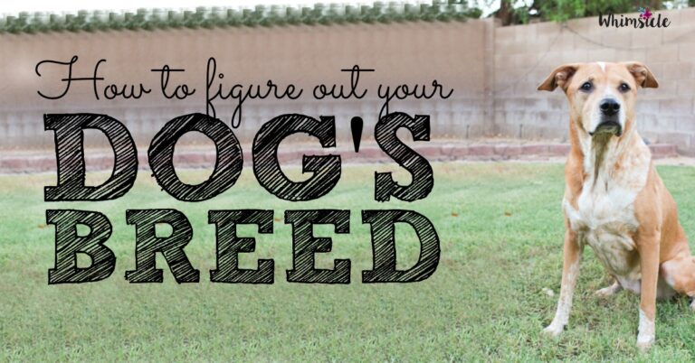 How to Figure Out Your Dog’s Breed