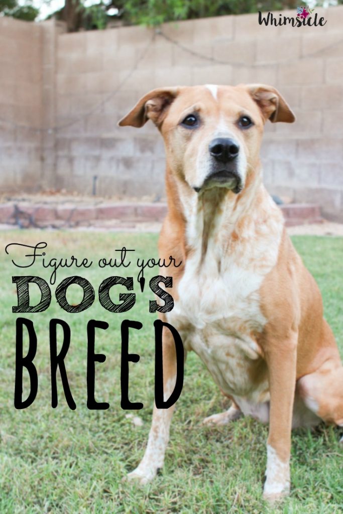 Wonder about your rescue dog's exact breed no longer! This easy test will tell you your pup's family tree!