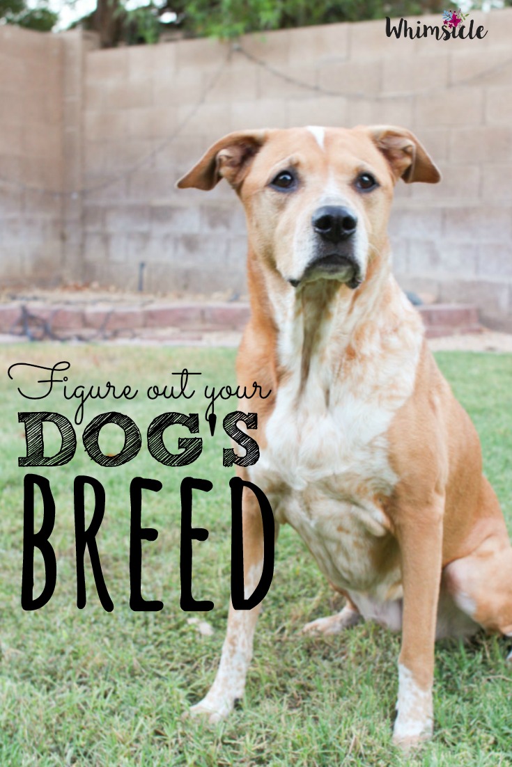 how to figure out puppy breed