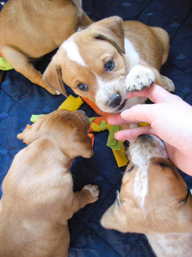 how to figure out puppy breed
