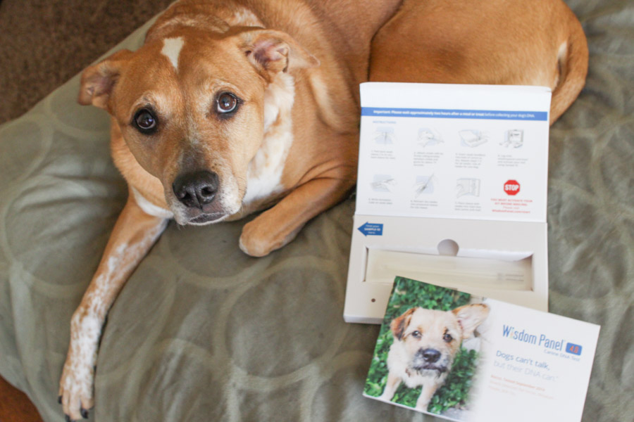 Wonder about your rescue dog's exact breed no longer! This easy test will tell you your pup's family tree!